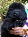 Newfoundland
